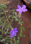 Barleria spinulosa subsp. kirkii