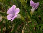 Barleria lancifolia