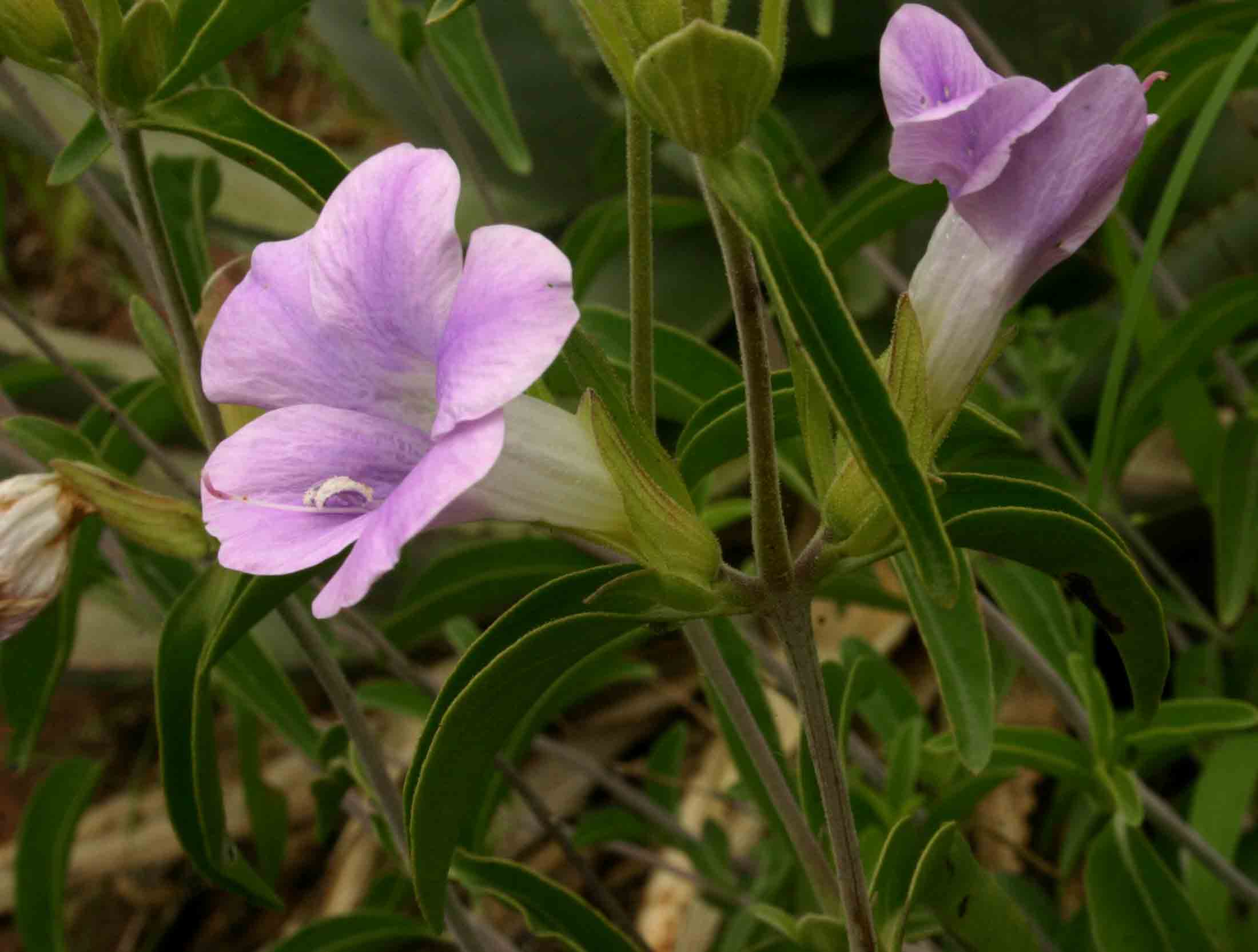 Barleria lancifolia