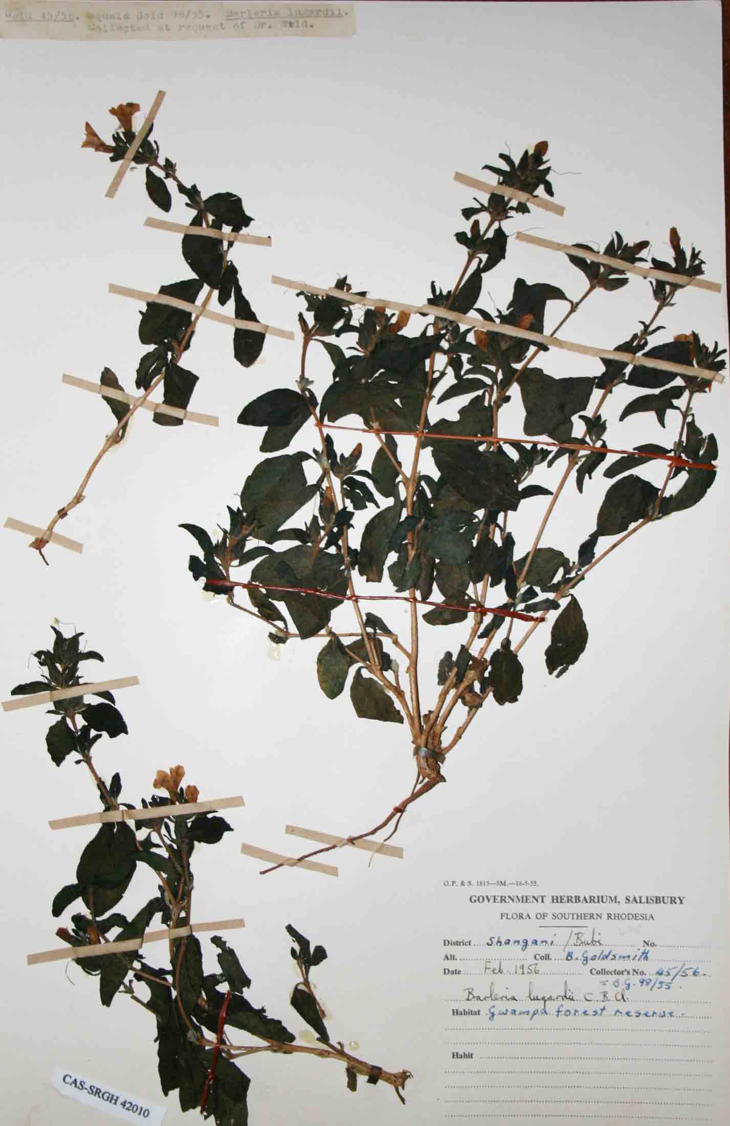 Barleria lugardii