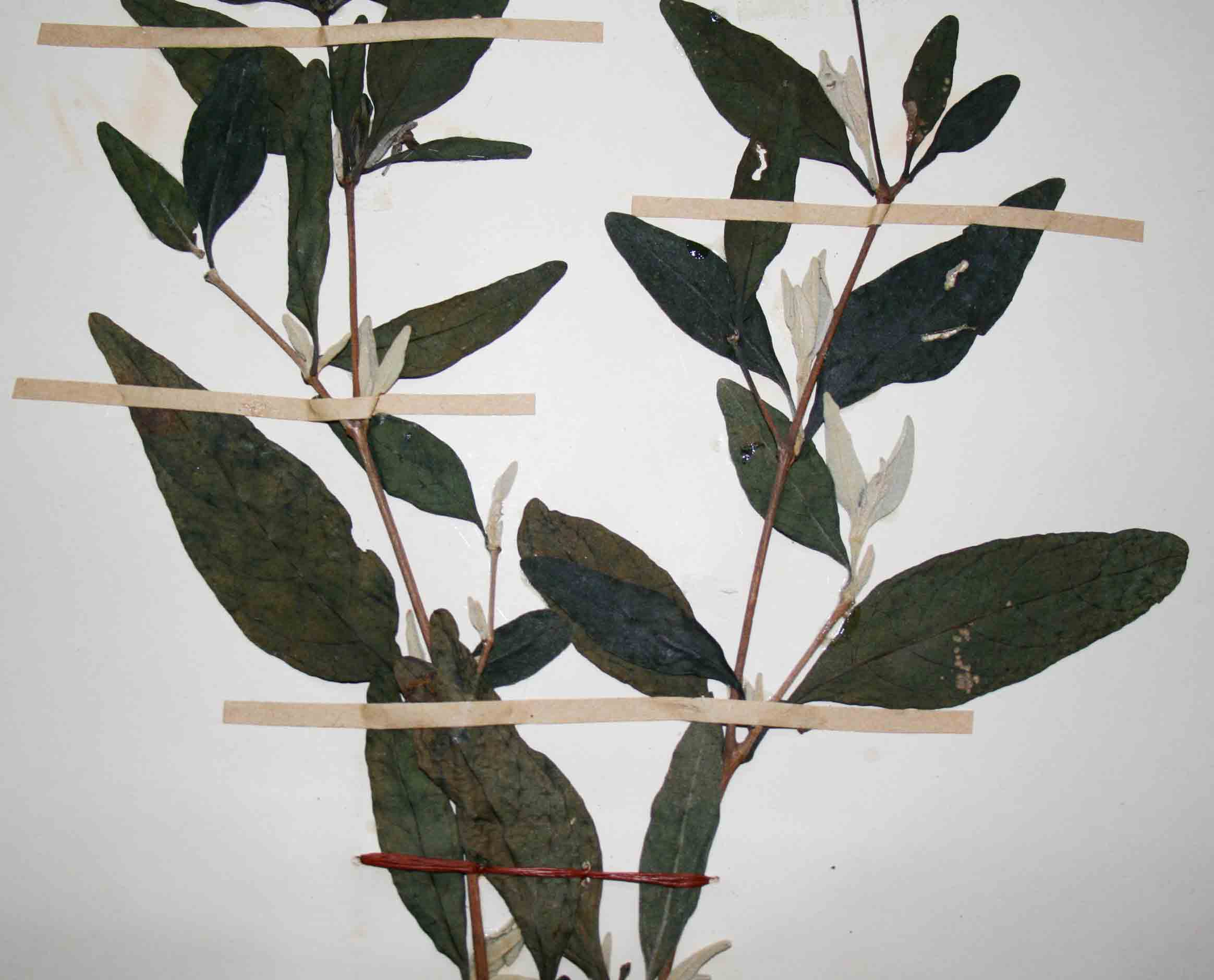 Barleria matopensis