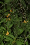 Barleria ameliae