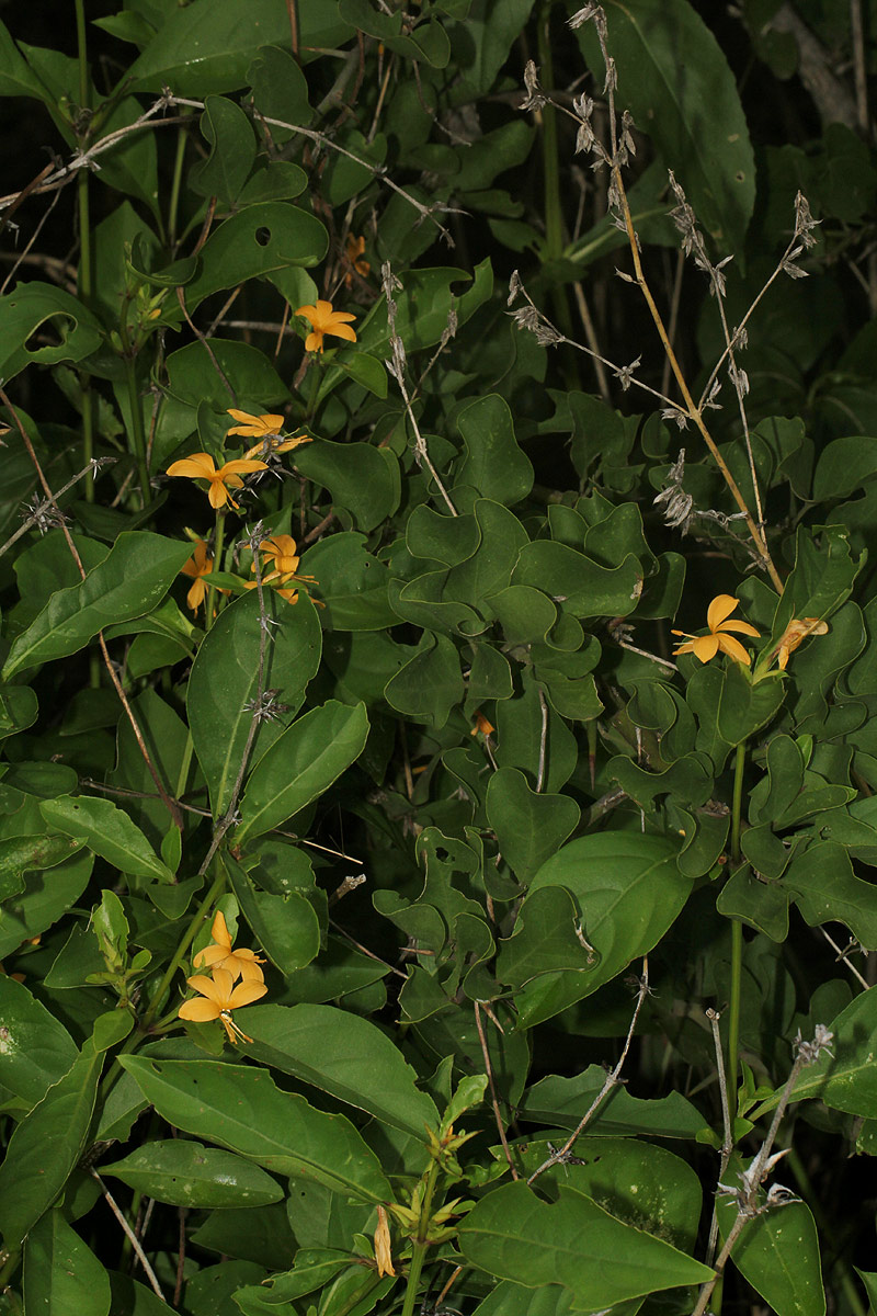 Barleria ameliae