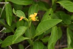 Barleria ameliae