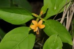 Barleria ameliae