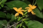 Barleria ameliae