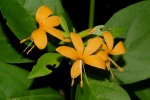 Barleria ameliae