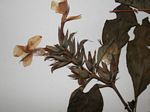 Barleria ameliae
