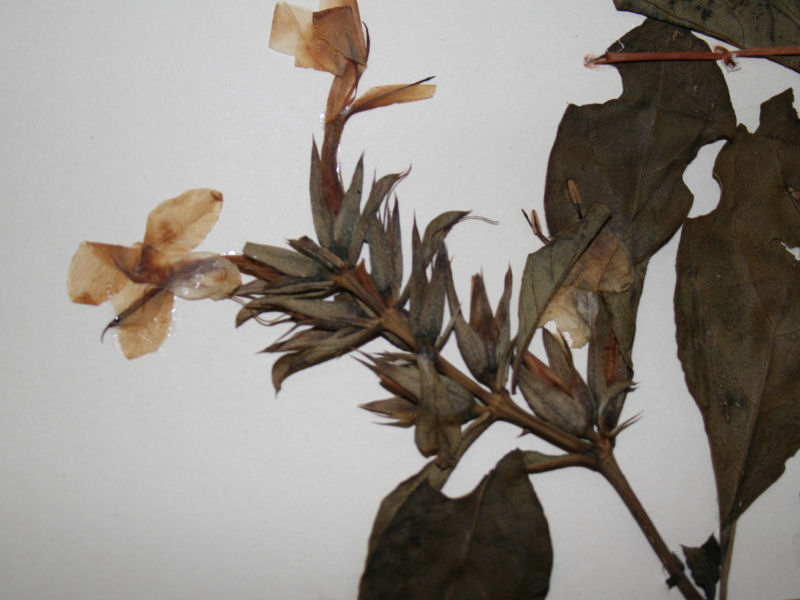 Barleria ameliae