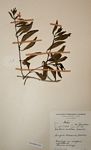 Barleria ameliae
