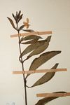 Barleria ameliae