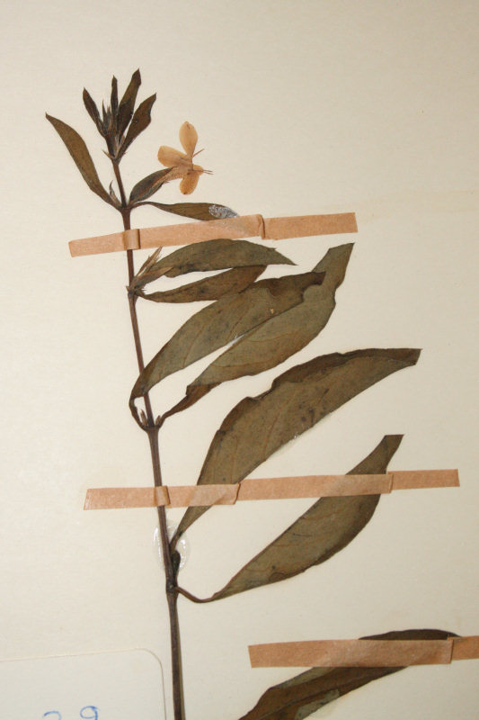 Barleria ameliae