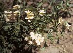 Barleria senensis
