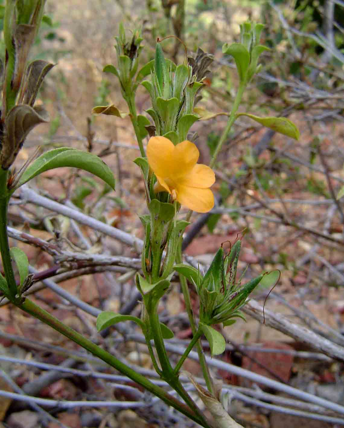 Barleria senensis