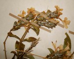 Barleria senensis