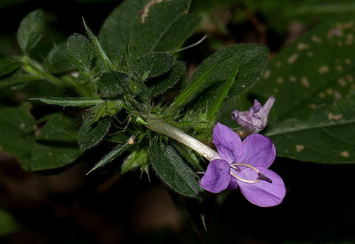Barleria spinulosa subsp. spinulosa
