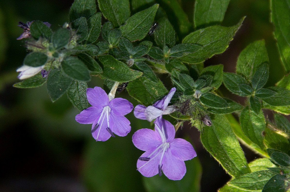 Barleria spinulosa subsp. spinulosa
