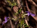 Barleria spinulosa subsp. spinulosa