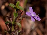 Barleria spinulosa subsp. spinulosa