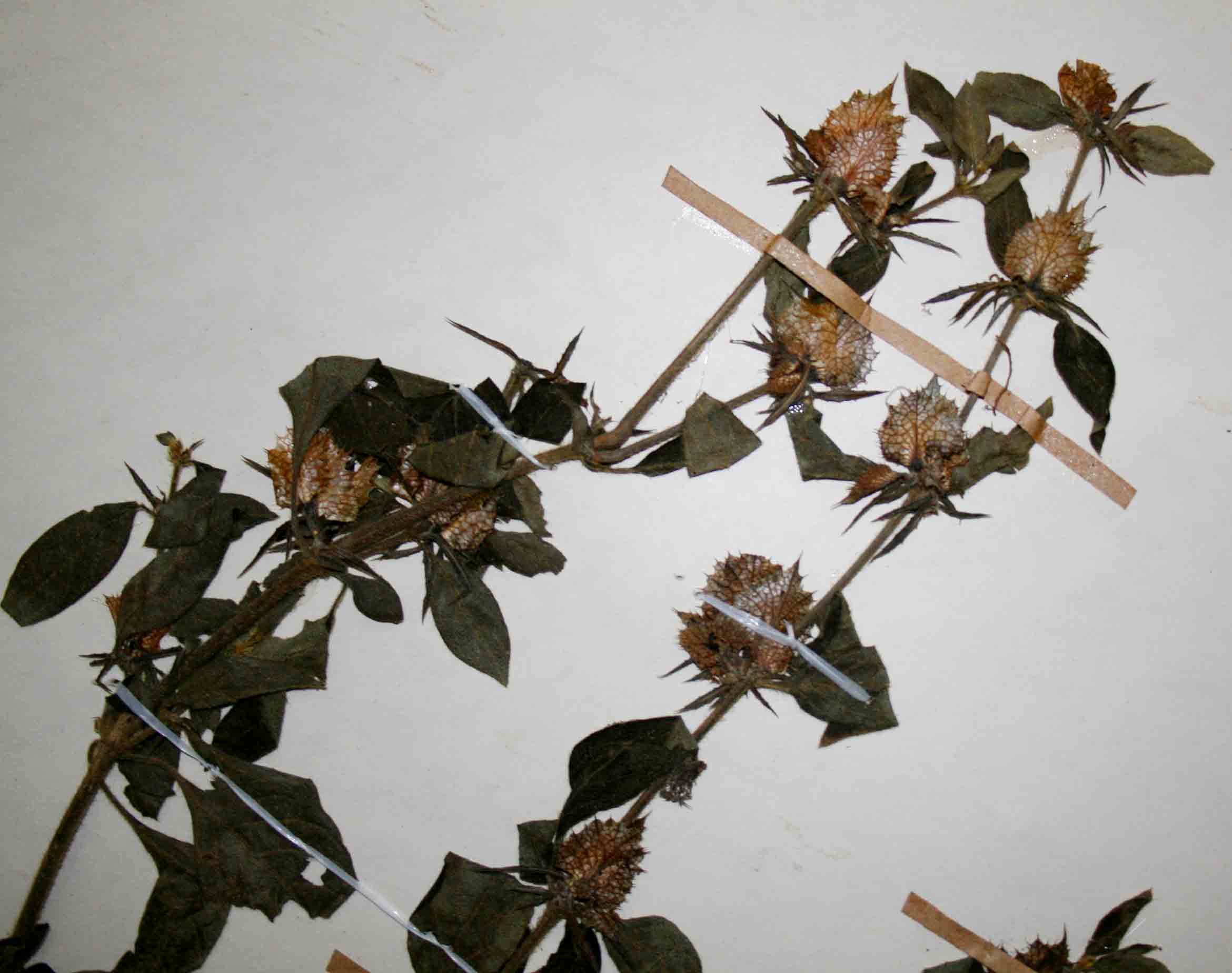 Barleria spinulosa subsp. spinulosa