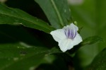 Neuracanthus africanus