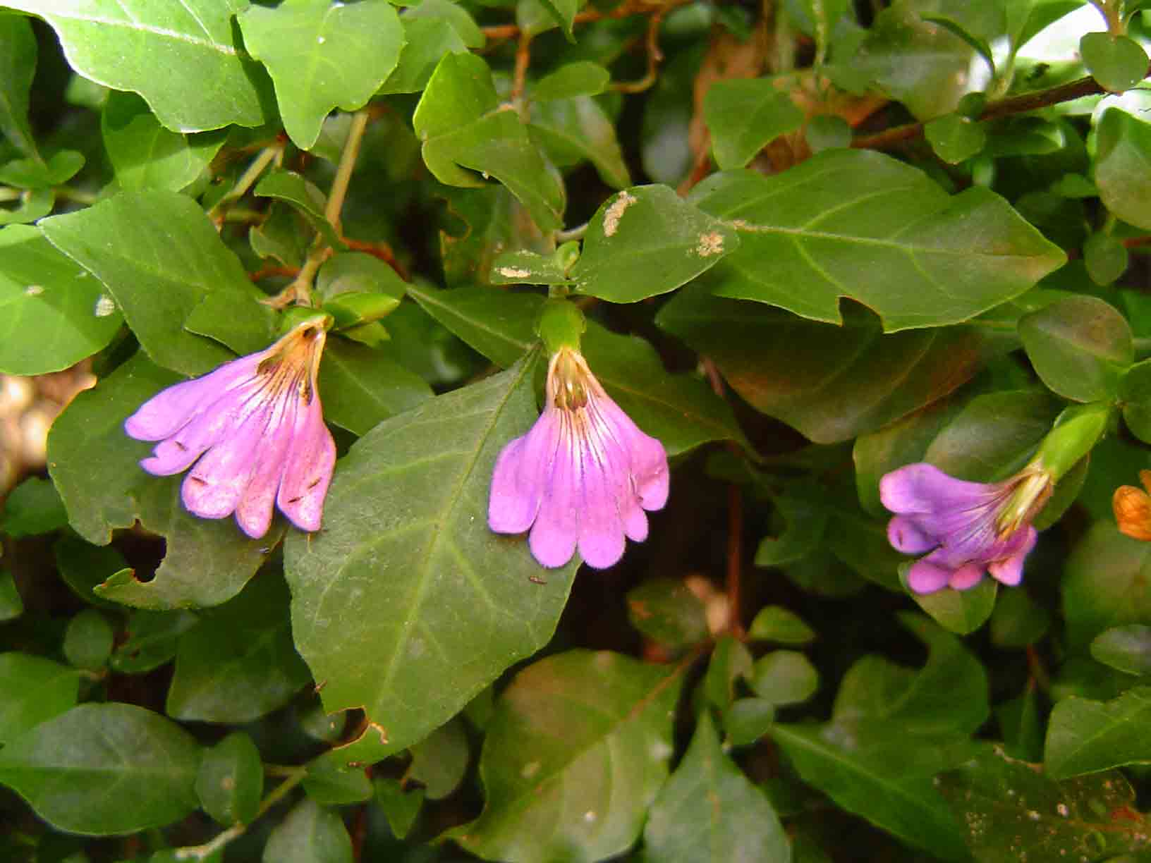Sclerochiton harveyanus