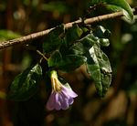 Sclerochiton harveyanus