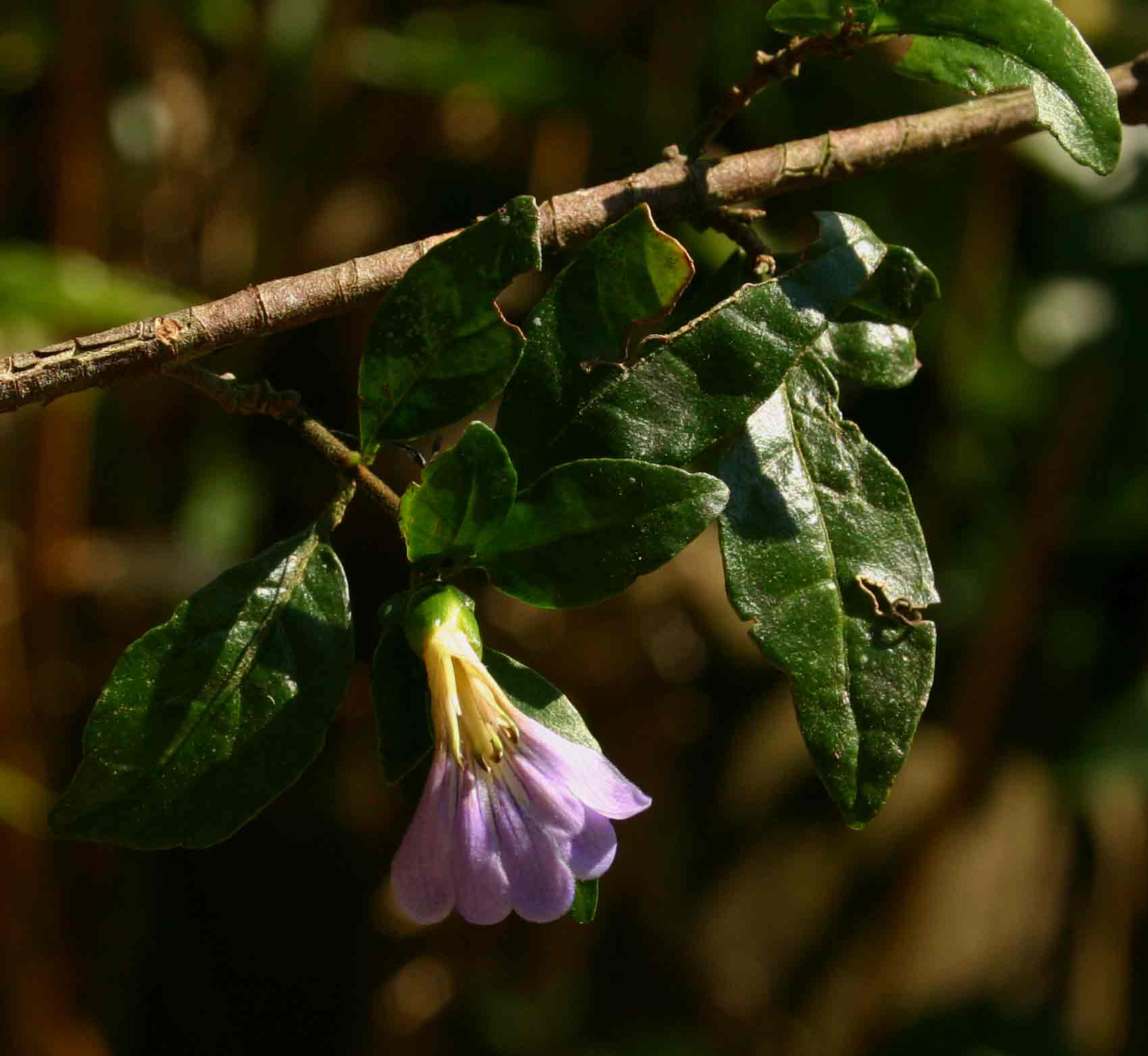Sclerochiton harveyanus