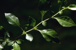 Sclerochiton harveyanus