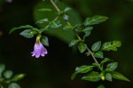 Sclerochiton harveyanus
