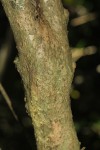 Sclerochiton kirkii