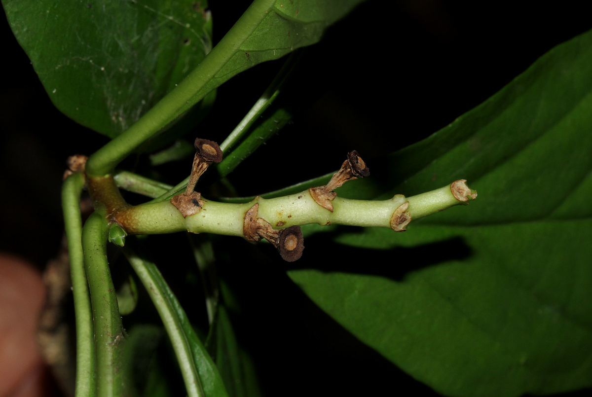 Sclerochiton kirkii