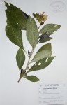Sclerochiton kirkii