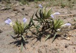 Blepharis acanthodioides