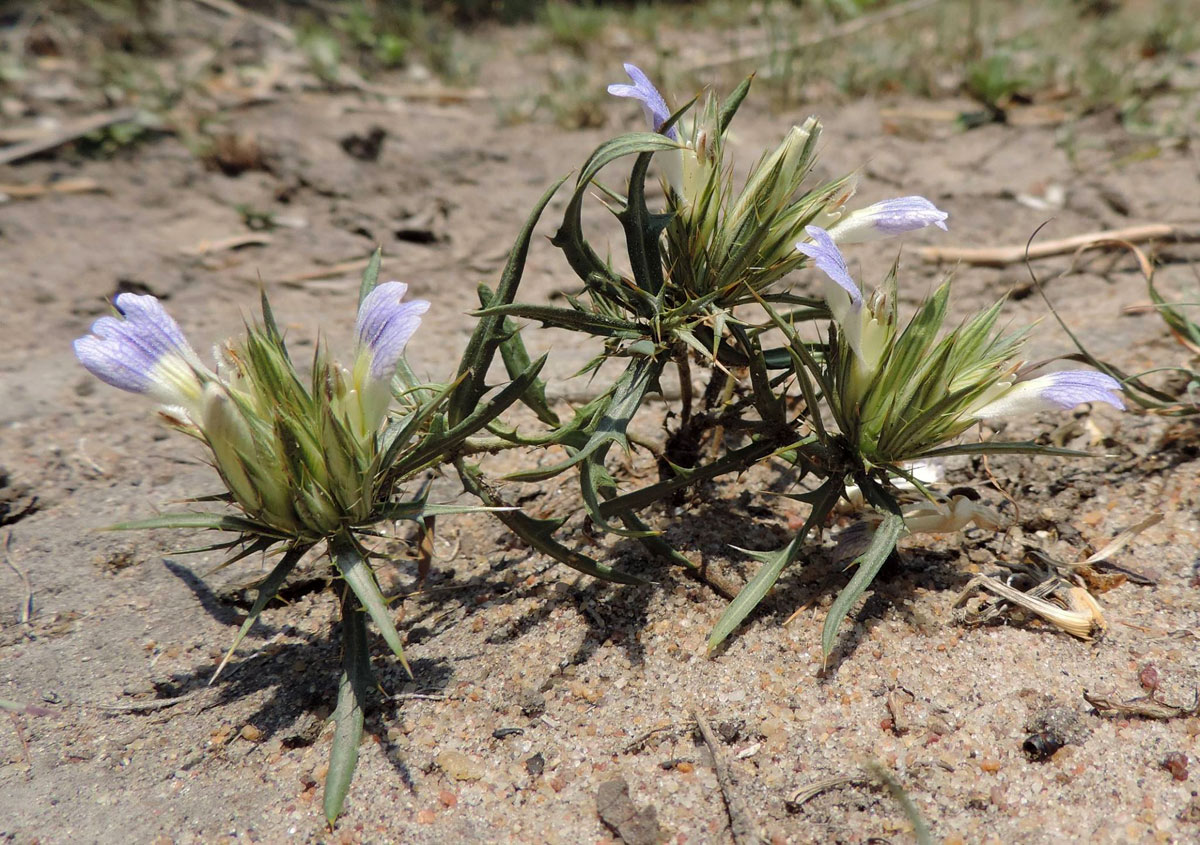 Blepharis acanthodioides