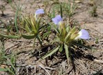 Blepharis acanthodioides