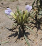 Blepharis acanthodioides