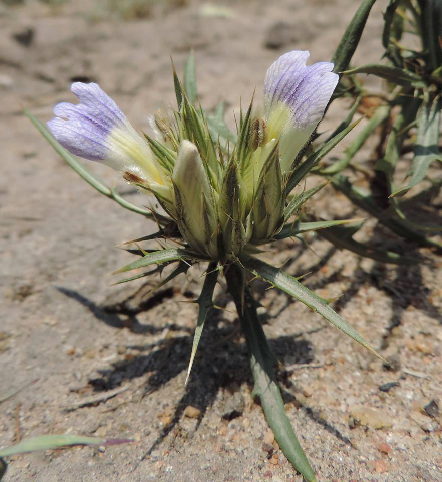 Blepharis acanthodioides