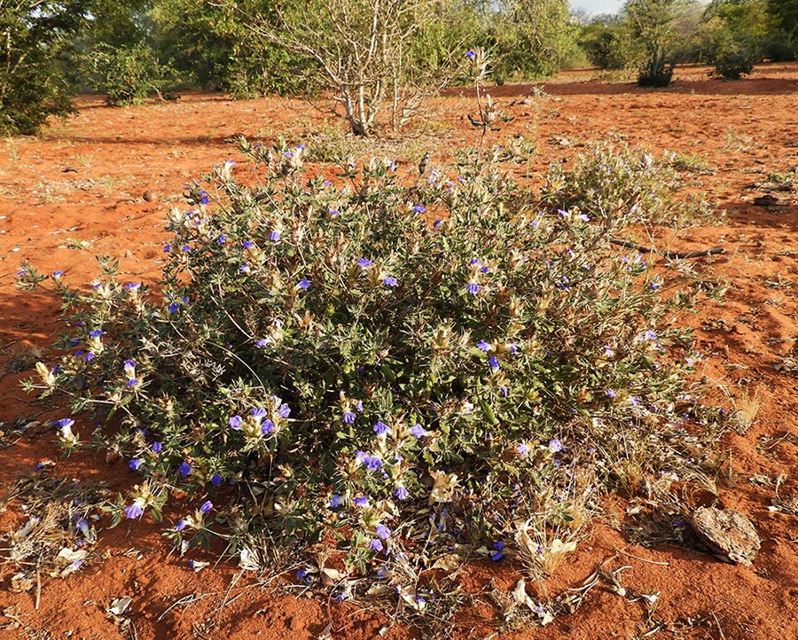 Blepharis diversispina