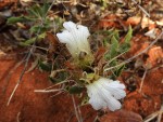 Blepharis diversispina