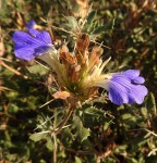 Blepharis diversispina