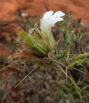 Blepharis diversispina
