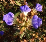 Blepharis diversispina
