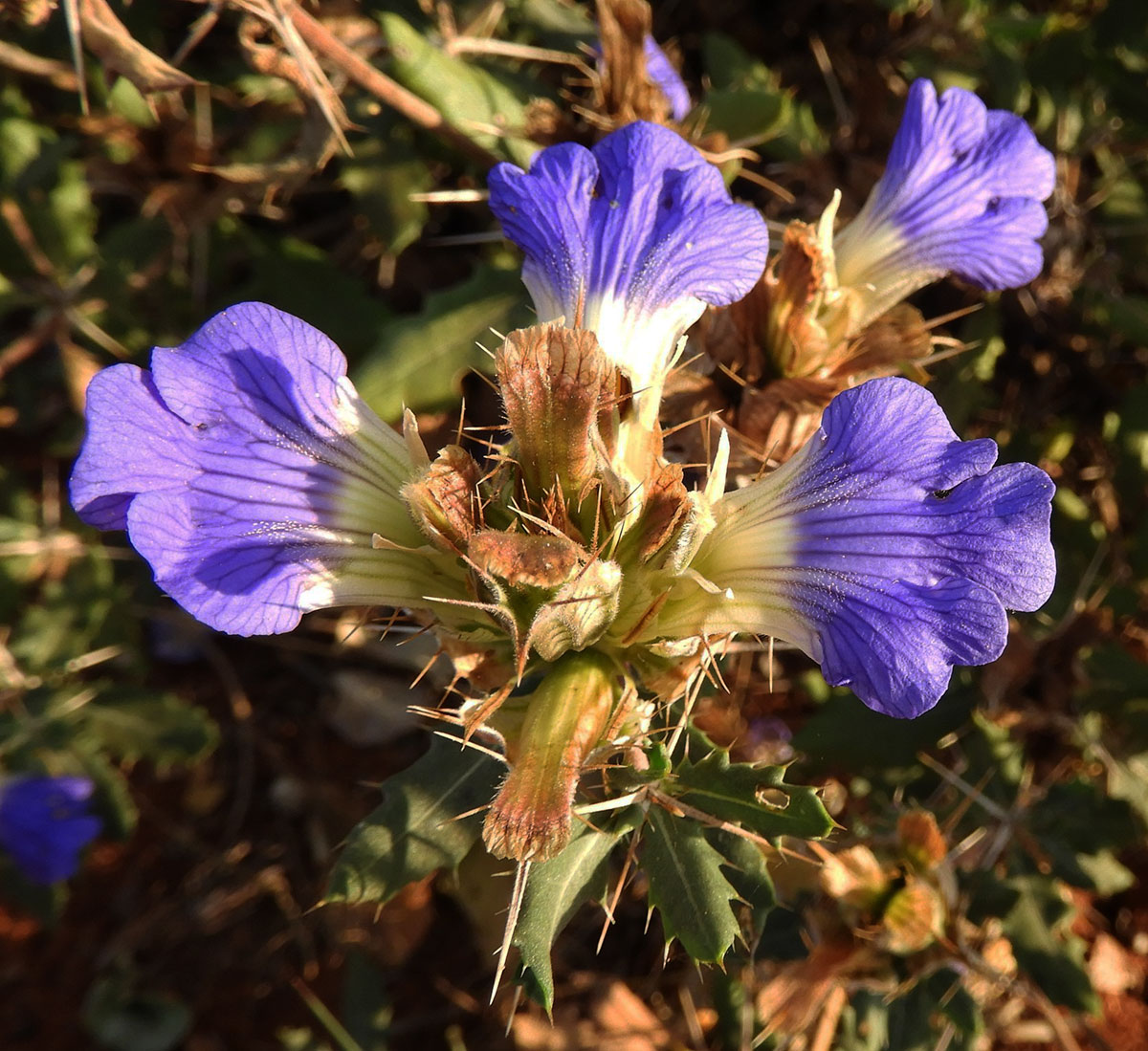 Blepharis diversispina