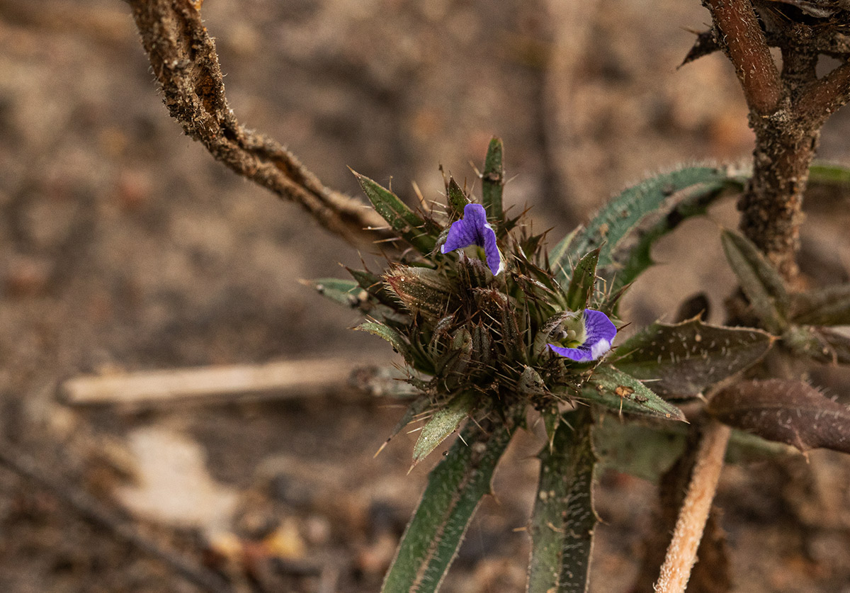 Blepharis leendertziae