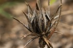 Blepharis leendertziae