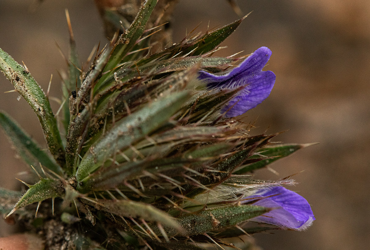 Blepharis leendertziae
