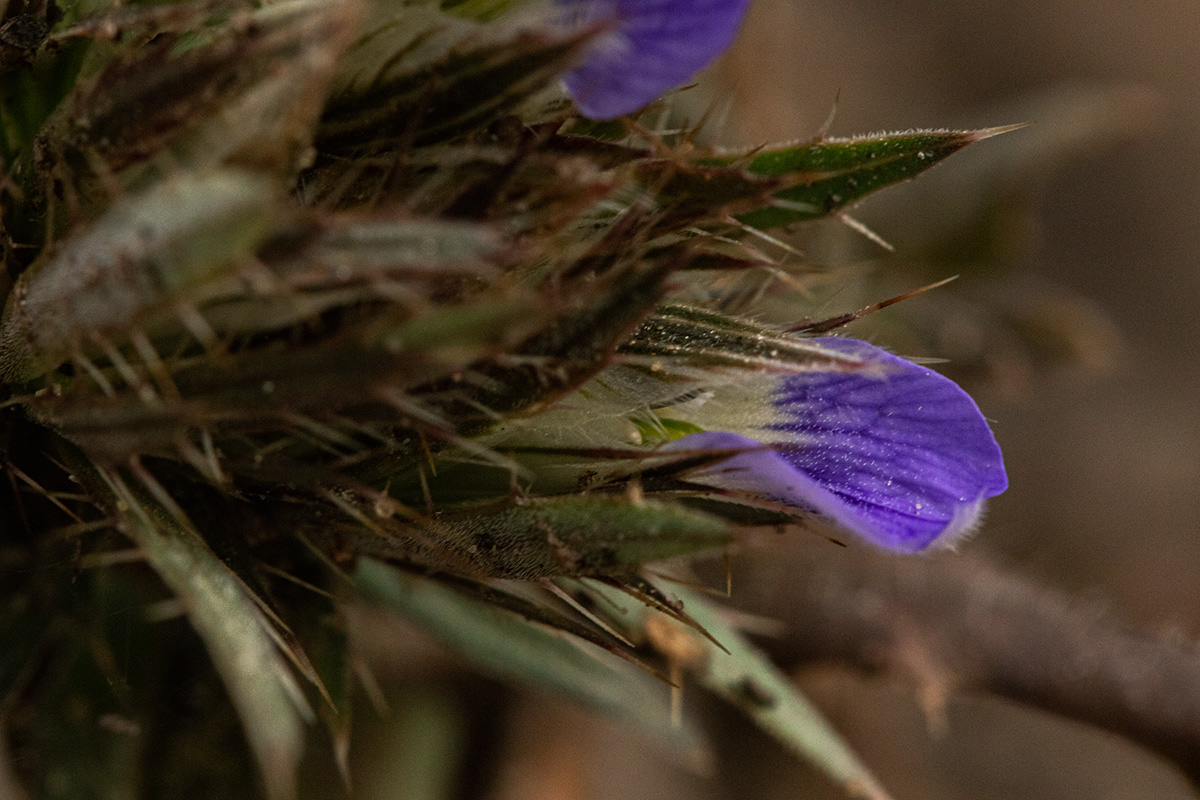 Blepharis leendertziae