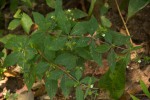 Blepharis maderaspatensis