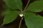 Blepharis maderaspatensis